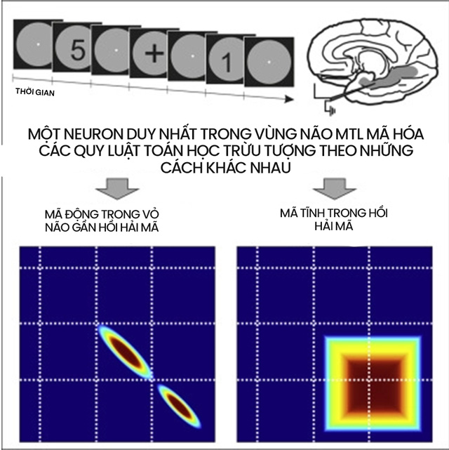 "Não bộ là cỗ máy tính lượng tử tự tưởng tượng ra ảo giác về toán học" - Ảnh 9. "Não bộ là cỗ máy tính lượng tử tự tưởng tượng ra ảo giác về toán học" - Ảnh 9.