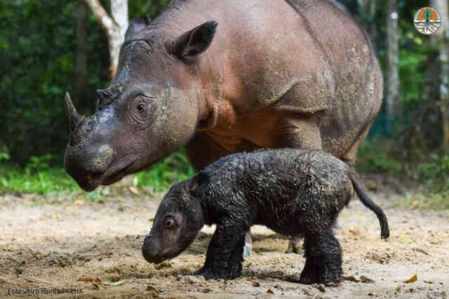 Thế giới vừa chào đón một bé tê giác Sumatra cực kỳ quý hiếm chào đời một cách kỳ diệu