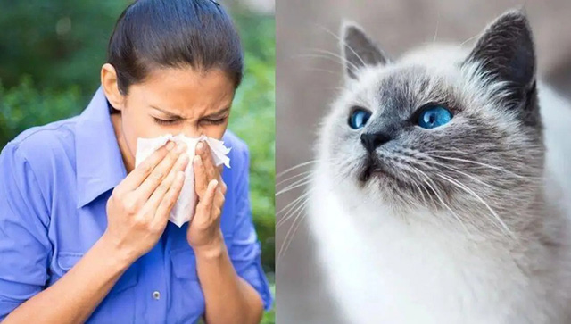 Các nhà khoa học Mỹ đang sử dụng công nghệ chỉnh sửa gen để tạo ra mèo ít gây dị ứng - Ảnh 2. Các nhà khoa học Mỹ đang sử dụng công nghệ chỉnh sửa gen để tạo ra mèo ít gây dị ứng - Ảnh 2.