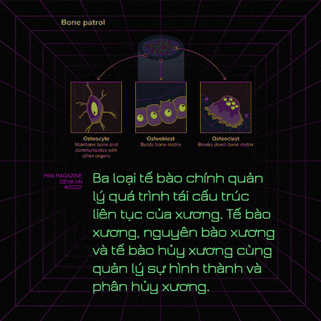 Ngôn ngữ của những bộ xương và những điều thú vị chưa biết