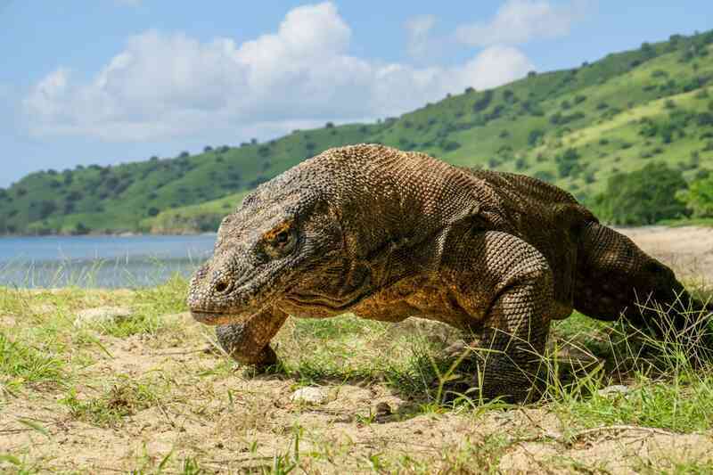 Komodo dragon park1752021a.jpg