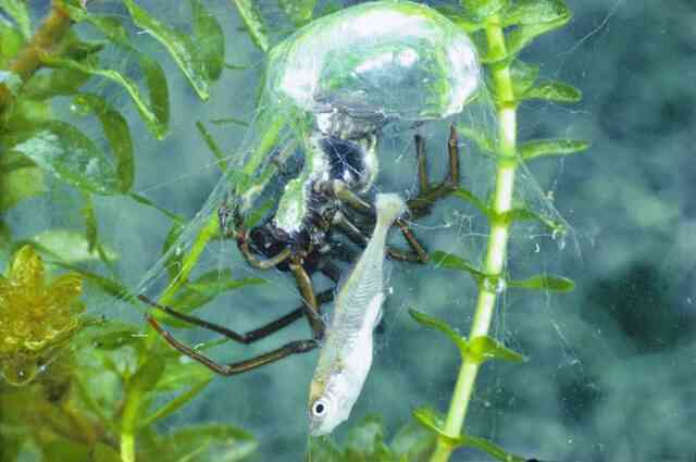 Loài nhện độc lạ nhất Trái Đất: Không ở trên cây mà thích lặn xuống nước, chăng tơ bắt cá ăn