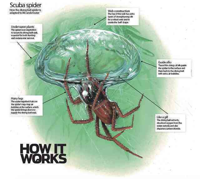 Loài nhện độc lạ nhất Trái Đất: Không ở trên cây mà thích lặn xuống nước, chăng tơ bắt cá ăn - Ảnh 3.
