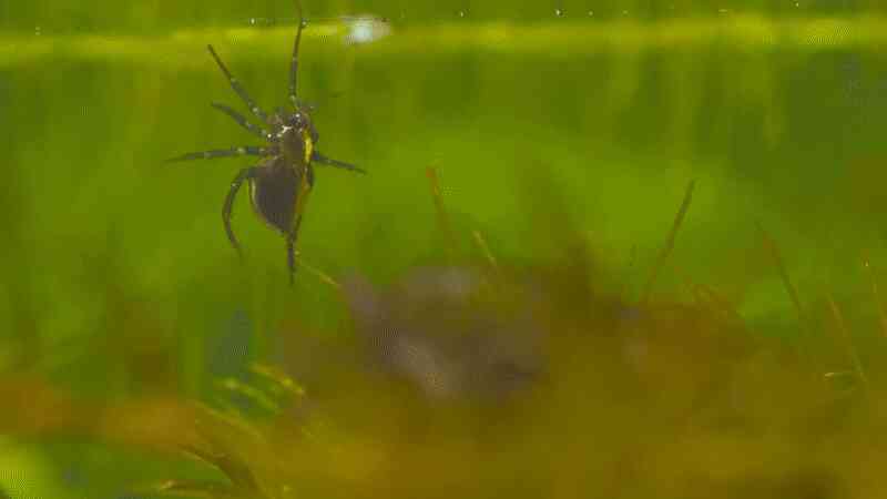 Loài nhện độc lạ nhất Trái Đất: Không ở trên cây mà thích lặn xuống nước, chăng tơ bắt cá ăn - Ảnh 4.
