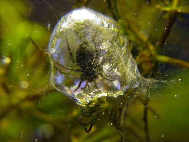 Loài nhện độc lạ nhất Trái Đất: Không ở trên cây mà thích lặn xuống nước, chăng tơ bắt cá ăn - Ảnh 6.