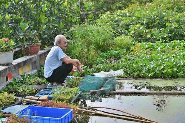 Cụ ông 87 tuổi chịu chơi mang cả cái ao đặt trên mái nhà rồi trồng rau nuôi cá: Nhiều người nói tôi liều lĩnh - Ảnh 2. Cụ ông 87 tuổi chịu chơi mang cả cái ao đặt trên mái nhà rồi trồng rau nuôi cá: Nhiều người nói tôi liều lĩnh - Ảnh 2.