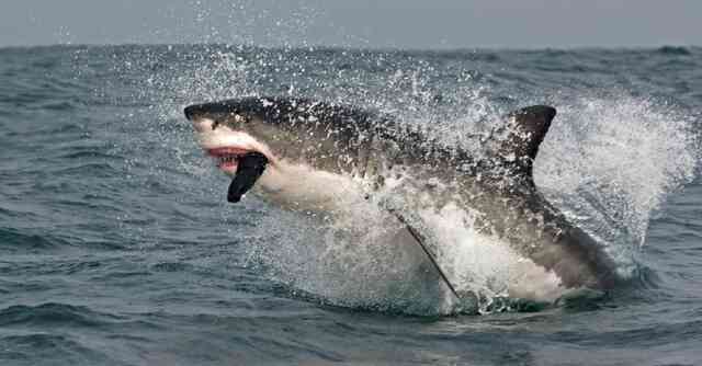 Bảy tử thần của loài cá mập: Cá mập trắng lớn tấn công con người nhiều nhất - Ảnh 1.