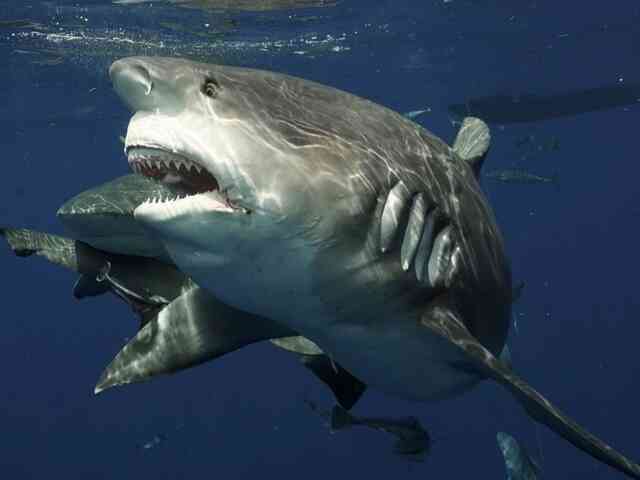 Bảy tử thần của loài cá mập: Cá mập trắng lớn tấn công con người nhiều nhất - Ảnh 3.