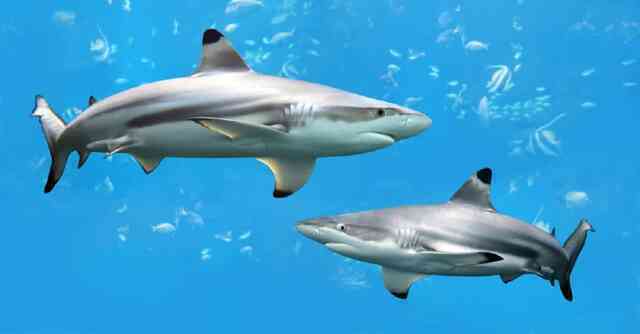 Bảy tử thần của loài cá mập: Cá mập trắng lớn tấn công con người nhiều nhất - Ảnh 4.