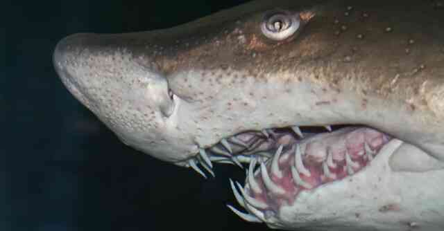 Bảy tử thần của loài cá mập: Cá mập trắng lớn tấn công con người nhiều nhất - Ảnh 5.