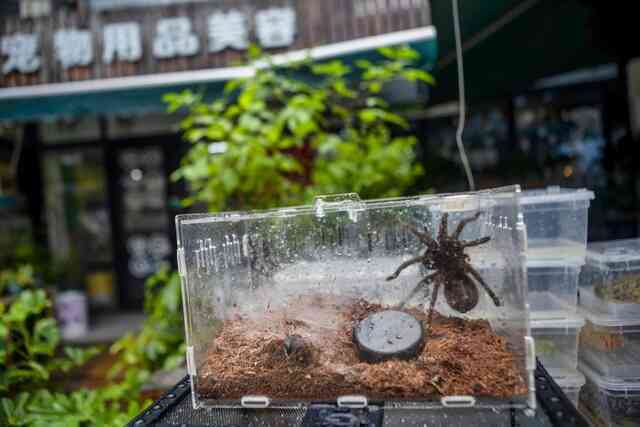 Hàng triệu con nhện đang được săn lùng như Pokemon trên thị trường chợ đen toàn cầu - Ảnh 10.