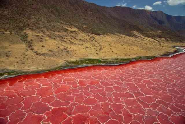 Hồ nước đỏ ở Tanzania này sở hữu siêu năng lực biến hầu hết các sinh vật thành đá