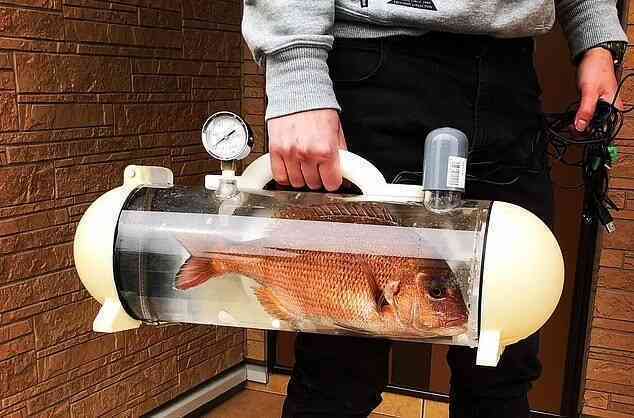 YouTuber thiết kế bể cá di động để có thể dắt những con cá vàng cưng của mình đi dạo - Ảnh 5.