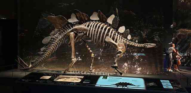 Các manh mối hóa học tiết lộ tốc độ trao đổi chất của các loài khủng long: Tyrannosaurus rex máu nóng, Stegosaurus máu lạnh! - Ảnh 1. Các manh mối hóa học tiết lộ tốc độ trao đổi chất của các loài khủng long: Tyrannosaurus rex máu nóng, Stegosaurus máu lạnh! - Ảnh 1.