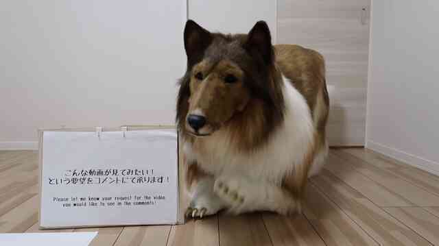 Sinh ra là người nhưng lại muốn làm chó, người đàn ông Nhật Bản chi hơn 360 triệu đồng để &quot;cosplay&quot; giả chó như thật - Ảnh 4.