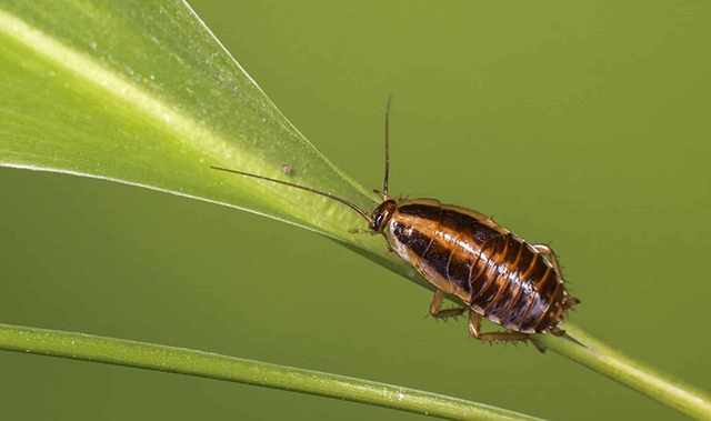 Tin xấu: Loài gián đang hình thành những đột biến giúp chúng kháng lại thuốc xịt côn trùng - Ảnh 3.