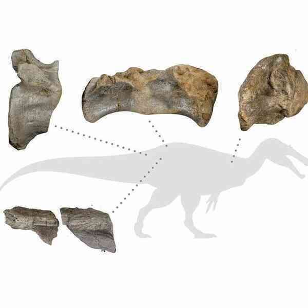 Bất ngờ phát hiện loài khủng long lớn nhất từ trước tới nay của Châu Âu tại một hòn đảo tách biệt của Anh! - Ảnh 1.