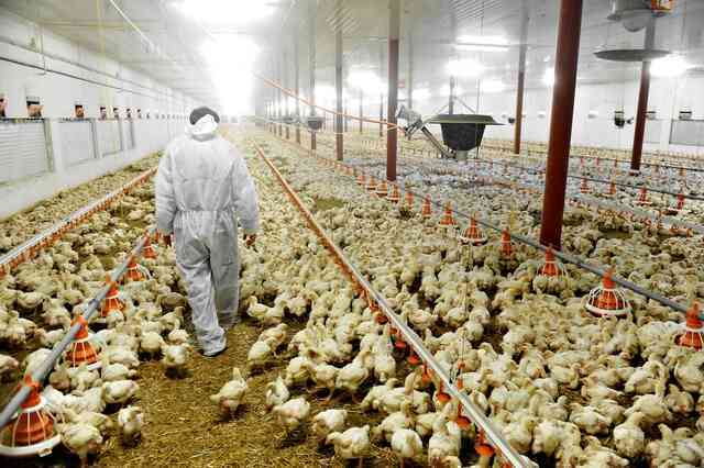72 tỷ con gà bị giết thịt mỗi năm, con số sẽ giảm 30% nếu bạn chịu khó ăn cả xương của chúng - Ảnh 3.