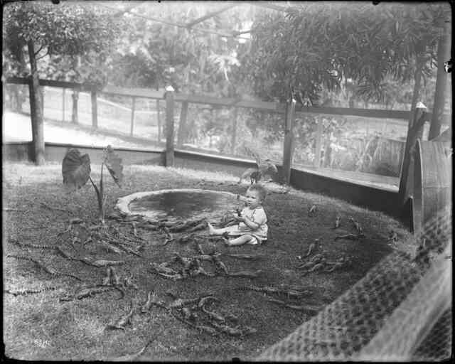 Những bức ảnh hiếm hoi về trại cá sấu những năm 1920 tại California, nơi trẻ em có thể cưỡi và chơi với cá sấu! - Ảnh 3.