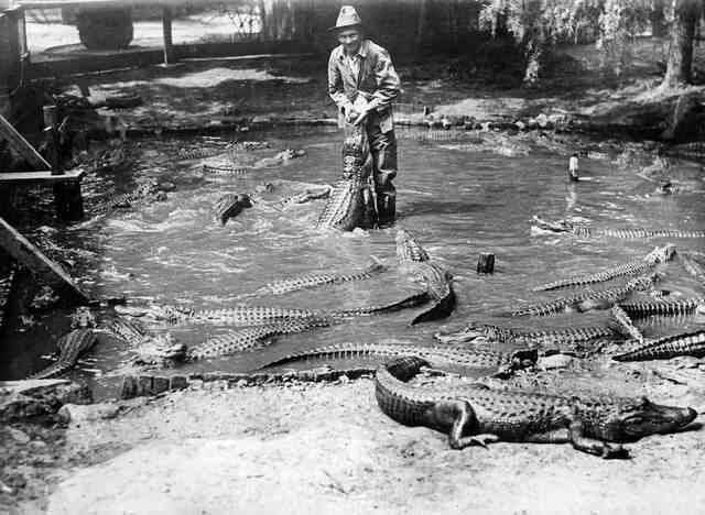 Những bức ảnh hiếm hoi về trại cá sấu những năm 1920 tại California, nơi trẻ em có thể cưỡi và chơi với cá sấu! - Ảnh 7.
