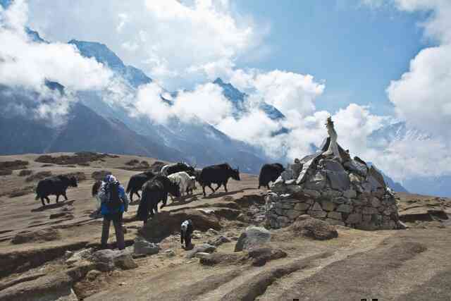 Người Sherpa trên dãy Himalaya đã tiến hóa để trở thành những vận động viên leo núi siêu phàm - Ảnh 4. Người Sherpa trên dãy Himalaya đã tiến hóa để trở thành những vận động viên leo núi siêu phàm - Ảnh 4.