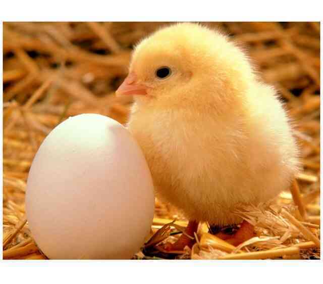 Con người có thể tiến hóa ngược để đẻ trứng thay vì sinh con được hay không?