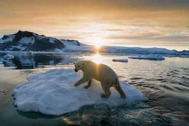 Khi Bắc Cực không còn băng: Đây sẽ là số phận của những con gấu trắng cuối cùng - Ảnh 2.