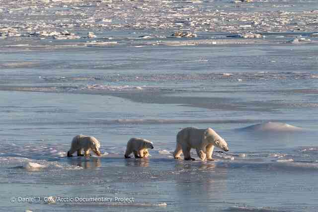 Khi Bắc Cực không còn băng: Đây sẽ là số phận của những con gấu trắng cuối cùng - Ảnh 11.