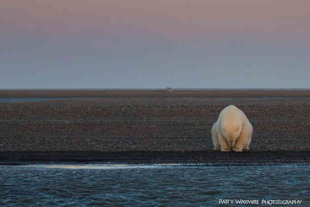 Khi Bắc Cực không còn băng: Đây sẽ là số phận của những con gấu trắng cuối cùng - Ảnh 4.