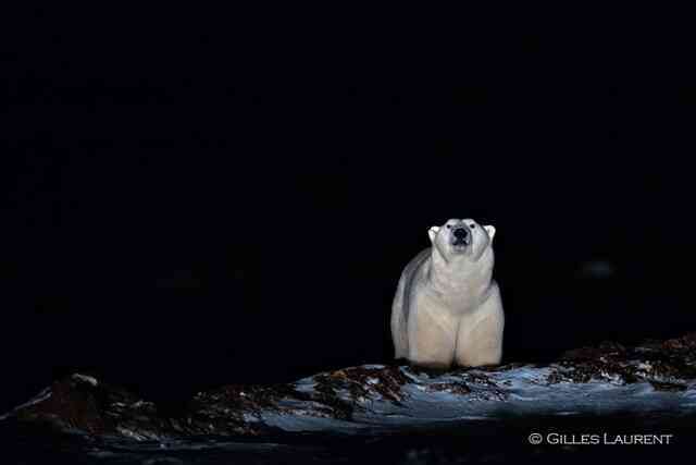 Khi Bắc Cực không còn băng: Đây sẽ là số phận của những con gấu trắng cuối cùng - Ảnh 8.
