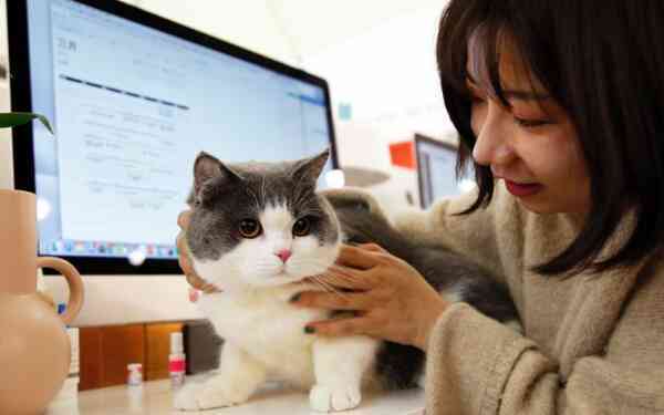 Những chú mèo ‘công sở’ thất nghiệp: Từng là con cưng của các startup, nay bị ‘sa thải’, không chốn dung thân - Ảnh 1. Những chú mèo ‘công sở’ thất nghiệp: Từng là con cưng của các startup, nay bị ‘sa thải’, không chốn dung thân - Ảnh 1.