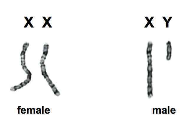 Điều gì sẽ xảy ra khi tất cả đàn ông trên Trái Đất biến mất? - Ảnh 6.