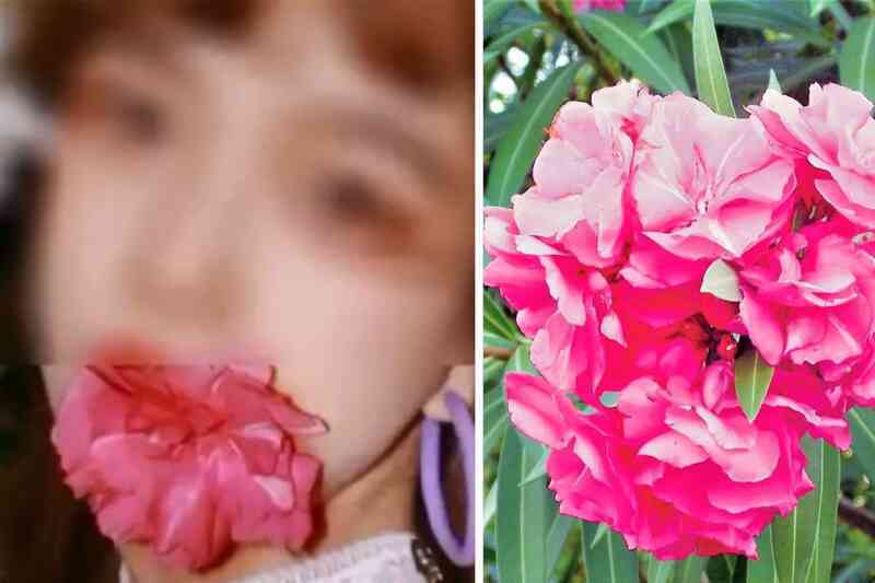 Cô gái suýt chết vì học theo trào lưu chụp ảnh ngậm hoa