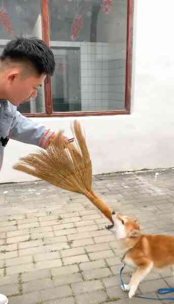 Nghề 'dạy đạo đức' cho chó ở Trung Quốc, lương tháng cả 100 triệu đồng - Ảnh 1.