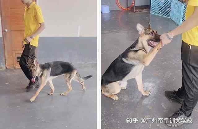 Nghề 'dạy đạo đức' cho chó ở Trung Quốc, lương tháng cả 100 triệu đồng - Ảnh 3. Nghề 'dạy đạo đức' cho chó ở Trung Quốc, lương tháng cả 100 triệu đồng - Ảnh 3.