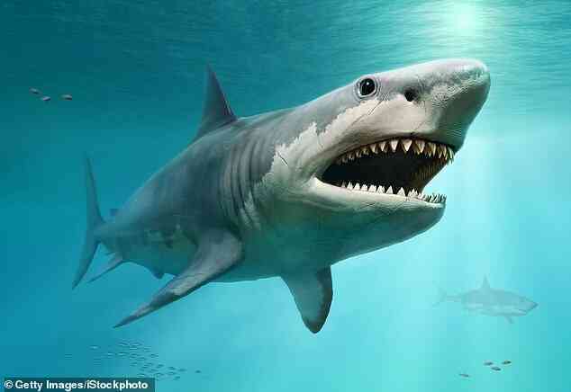 Cá mập trắng có thể đã góp phần đẩy siêu cá mập Megalodon đến diệt vong