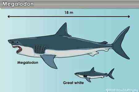 Cá mập trắng có thể đã góp phần đẩy siêu cá mập Megalodon đến diệt vong - Ảnh 3.