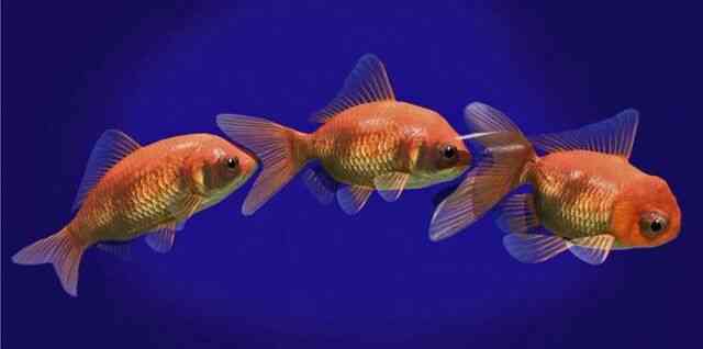 Cá vàng, loài cá đáng thương nhất trên hành tinh của chúng ta - Ảnh 6.