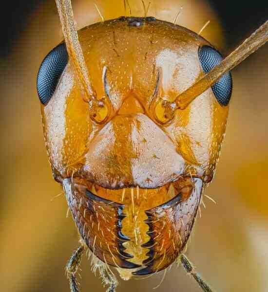 Bộ ảnh macro biến những con kiến bé nhỏ thành quái vật - Ảnh 2. Bộ ảnh macro biến những con kiến bé nhỏ thành quái vật - Ảnh 2.