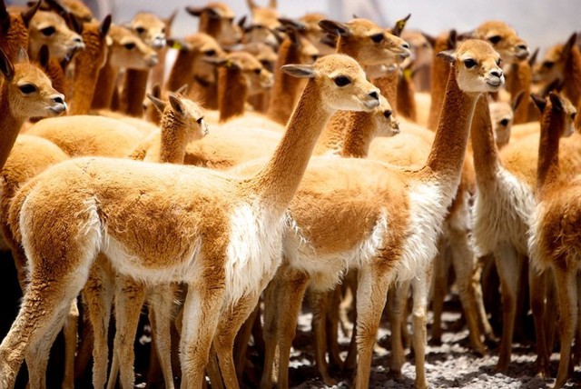 Vicuña: Loại len đắt nhất thế giới với giá dao động từ 400 đến 600 USD/kg có gì đặc biệt?
