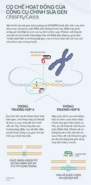 Tròn một thập kỷ CRISPR: Từ nghiên cứu bị lãng quên đến giải Nobel kiến tạo kỷ nguyên mới - Ảnh 6. Tròn một thập kỷ CRISPR: Từ nghiên cứu bị lãng quên đến giải Nobel kiến tạo kỷ nguyên mới - Ảnh 6.