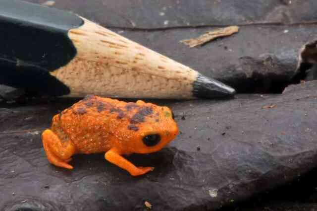 Loài ếch tội nghiệp nhất hành tinh: Nhỏ chỉ bằng cái móng tay, tiến hóa xong thì mất luôn bản năng nhảy - Ảnh 5.