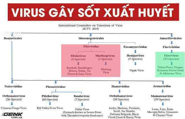 Bùng phát virus Marburg: Một chủng sốt xuất huyết kịch độc, người nhiễm &quot;trông giống như thây ma&quot; - Ảnh 3.