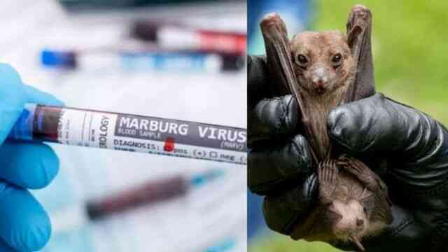 Bùng phát virus Marburg: Một chủng sốt xuất huyết kịch độc, người nhiễm &quot;trông giống như thây ma&quot; - Ảnh 6.