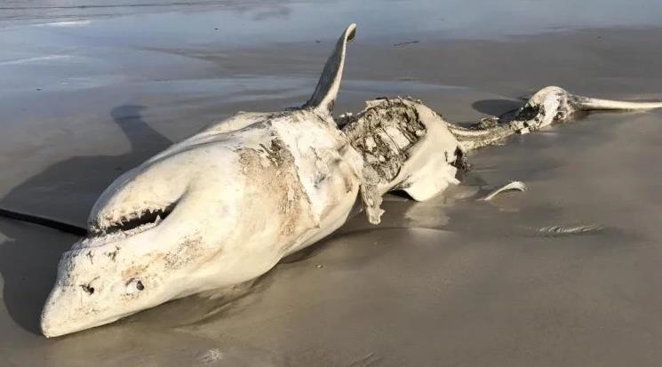 Quái vật "tiêu diệt" Megalodon đang bị loài đáng sợ hơn tàn sát