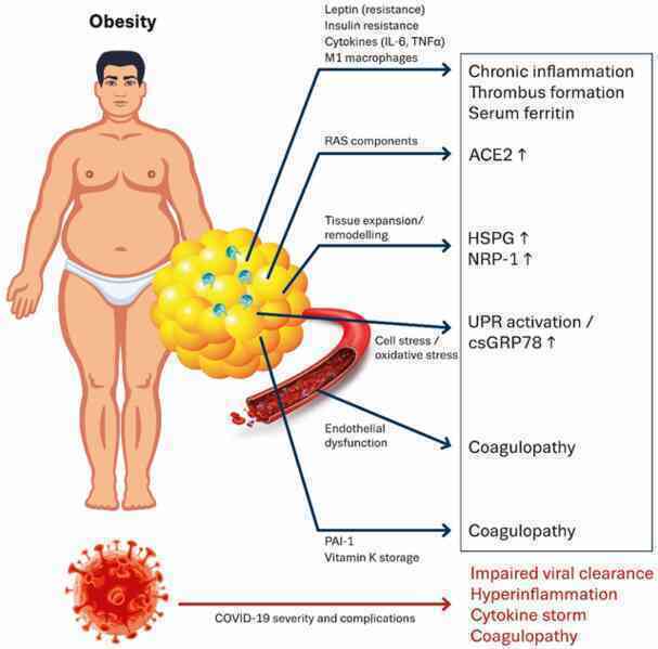 Phát hiện kỳ lạ về COVID-19: Khi virus &quot;hack&quot; vào hệ thống chuyển hóa của cơ thể, chúng sẽ vỗ béo loài người - Ảnh 4.