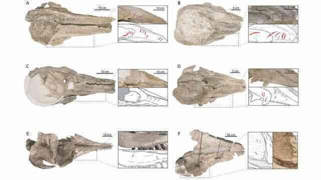 Mặt cá nhà táng là "món snack" yêu thích của megalodon - Ảnh 2. Mặt cá nhà táng là "món snack" yêu thích của megalodon - Ảnh 2.