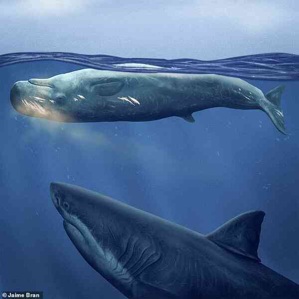 Mặt cá nhà táng là "món snack" yêu thích của megalodon - Ảnh 3. Mặt cá nhà táng là "món snack" yêu thích của megalodon - Ảnh 3.