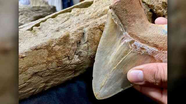 Mặt cá nhà táng là "món snack" yêu thích của megalodon - Ảnh 3. Mặt cá nhà táng là "món snack" yêu thích của megalodon - Ảnh 3.