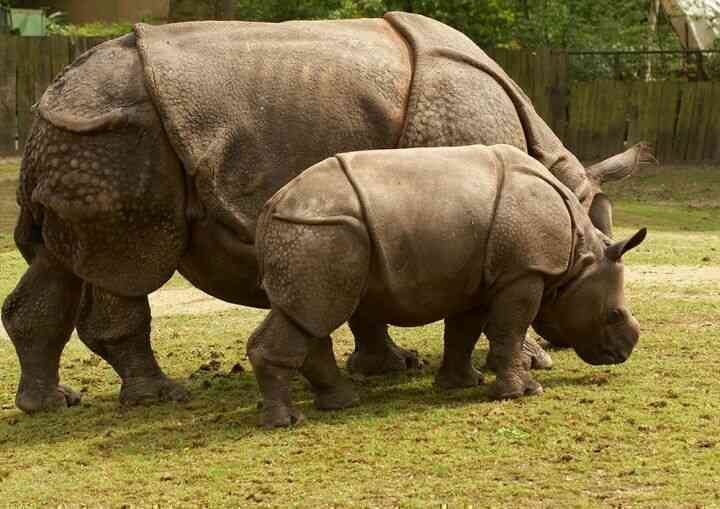 (2) Hóa ra Trung Quốc đã từng tồn tại nhiều loài tê giác hơn cả Châu Phi - Ảnh 7.